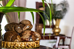 The Palms Reception
